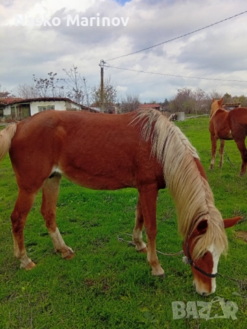 Кобила с ж.конче