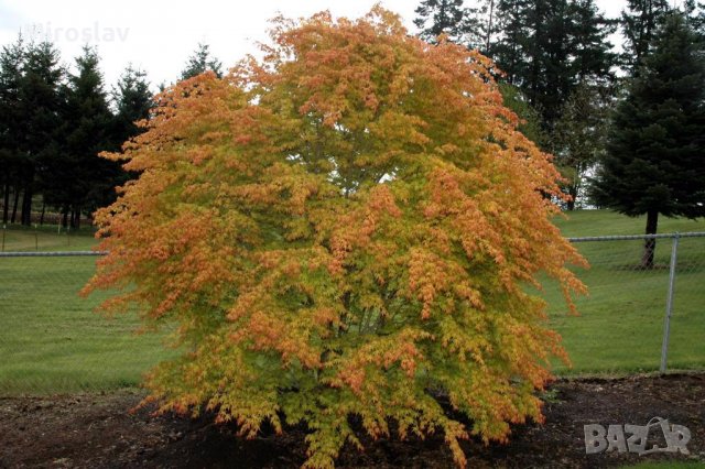 Японски клен(Катсура)\Acer palmatum Katsura, снимка 4 - Градински цветя и растения - 39938257