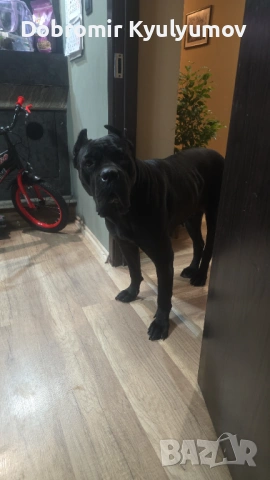 Кане Корсо женска Катлея, снимка 2 - Кане корсо - 53574859