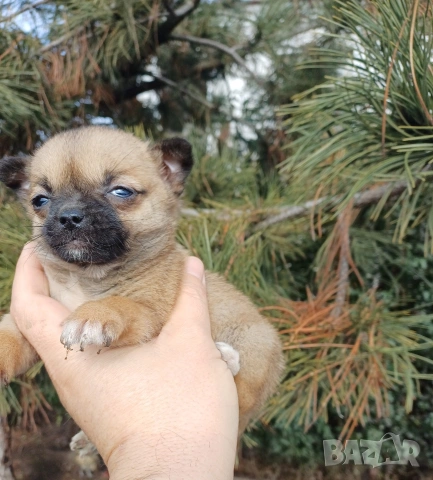 Чистокръвни мини чихуахуа , снимка 3 - Чихуахуа - 53380954