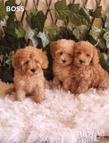 Той Пудел Тоу Poodle, снимка 4 - Пудели - 49144293