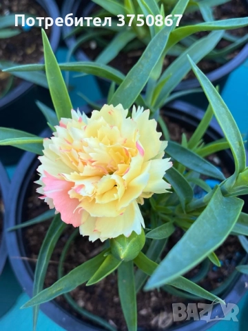 🧡💜🧡 Карамфил/Dianthus 🧡💜🧡, снимка 2 - Градински цветя и растения - 52139554