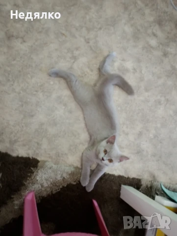 Британски котенца Британче БританчетаБританец, снимка 1