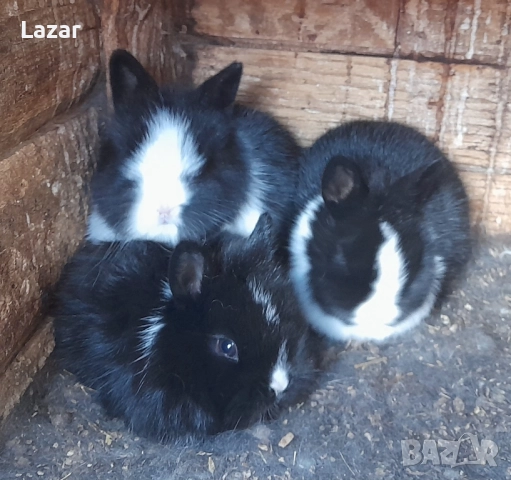 Продавам декоративни зайчета