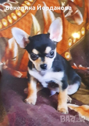 Мини чихуахуа две момченца