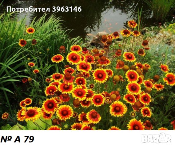 Многогодишни Градински Цветя, снимка 17 - Градински цветя и растения - 43971334