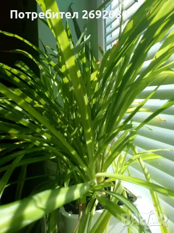 Традесканция рео,кливия,исусов венец, кротон, сансивиера,хибискус , снимка 13 - Стайни растения - 42021101