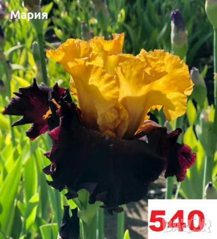 Сортови вискоки ириси /брадати ириси, снимка 6 - Градински цветя и растения - 51459398