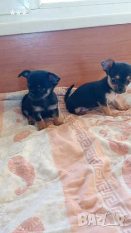 Промоция на чихупинчерчета, снимка 5 - Пинчер - 52828662