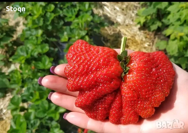 разсад ягоди 