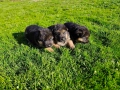 Малки Немски Овчарки, снимка 4