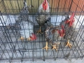 продавам млади домашни петли реколта пролет 2025 . 6лв/кг от от 2 до 5кг 1 бр 15 до 30лв, снимка 1