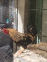 Продавам петли за клане за Петльовден или за разплод, снимка 12