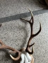 ловен трофей от благороден елен, снимка 4