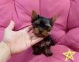 Мини йорки, снимка 7