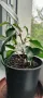 Продавам Бенджамини, височина 30-35 см, снимка 5