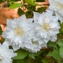 Clematis ‘Isago’ (Клематис Исаго), снимка 1