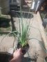 Книфофия - факелна лилия, снимка 6