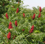 Семена Рустифина (дърво), снимка 1 - Градински цветя и растения - 35689001