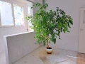 Фикус Бенджамин - над 2метра височина, снимка 2