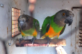 Сенегалски папагали-чифт, снимка 5