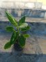 Дифенбахия - стайно цвете, снимка 1 - Стайни растения - 39160600