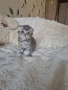 Британски и шотлански котета, снимка 6