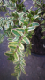 Лоницера Нитида - пъстролистна, снимка 1 - Градински цветя и растения - 36402052