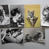 Лот 6 бр. стари снимки картички котки куче животни