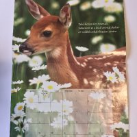 Стенен календар 2006 IFAW Animal Sanctuary Fund, снимка 9 - Други - 38776709