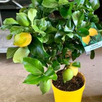   Лимон Лимонови дръвчета ,лимон дръвче цена, снимка 2 - Градински цветя и растения - 36625824