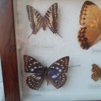  Пано с истински пеперуди в рамка 47х23 см, снимка 8 - Пана - 34871203