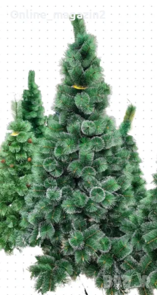 Елха с бели връхчета, снимка 1