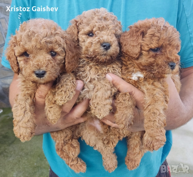 Продавам Той Пуделчета , снимка 1