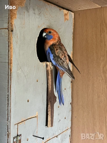 Пенантови розели , снимка 1