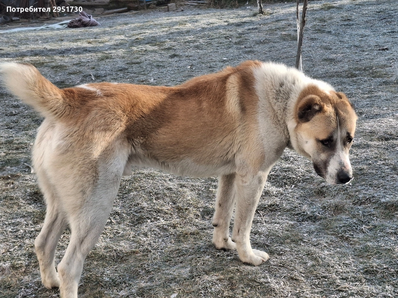 алабай, снимка 1