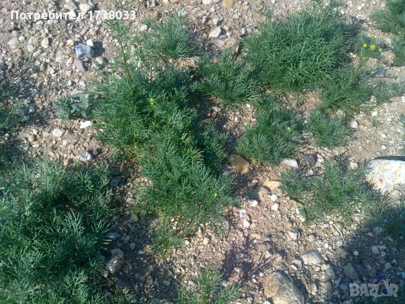Семена Лайка сортове Лазур и Средец Matricaria chamomilla, снимка 1