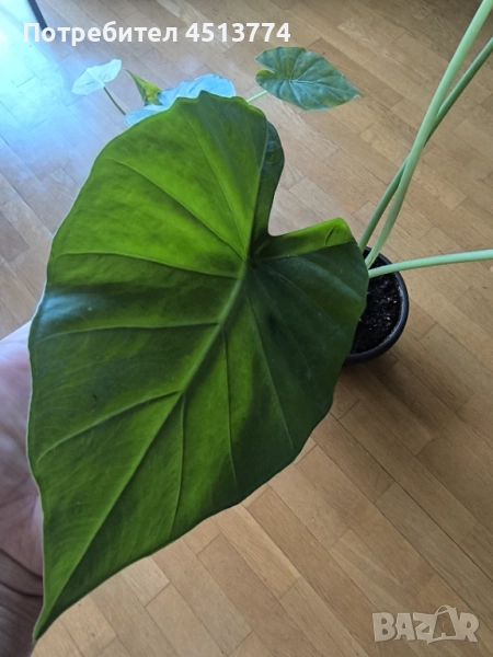 Трилистници, снимка 1