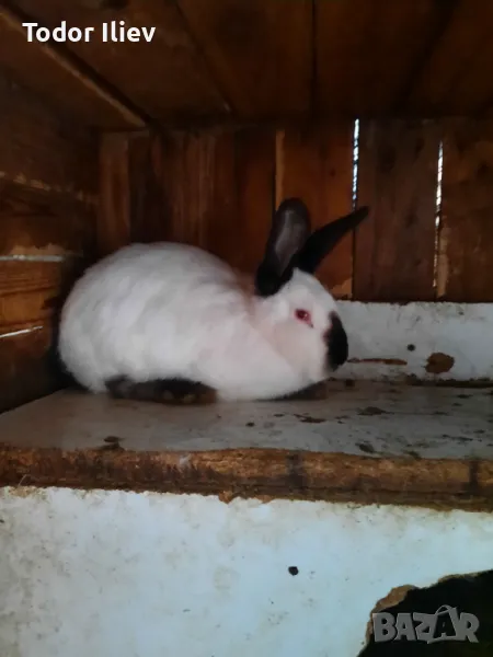Продавам зайци , снимка 1