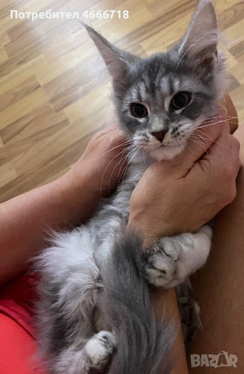 Мейн куун момче, снимка 1