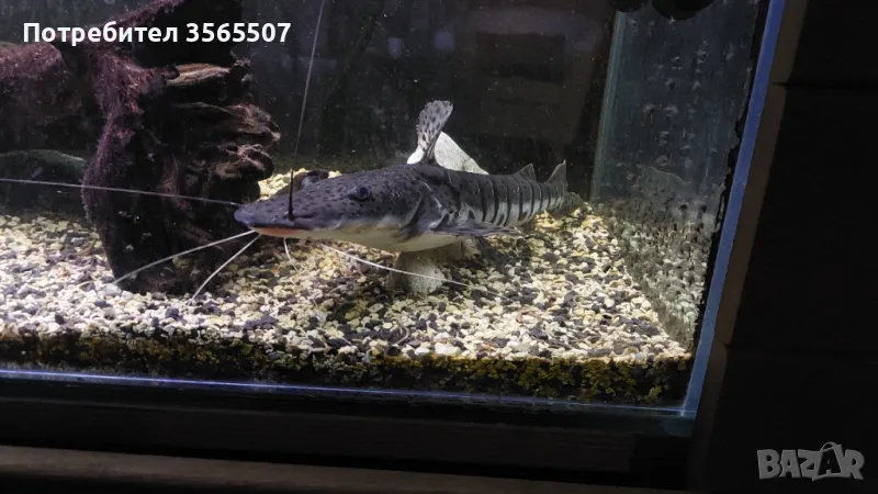 Псевдоплатистома, снимка 1