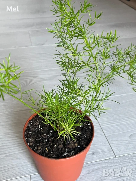 Asparagus Sprengeri/ Аспарагус шпренгери, снимка 1