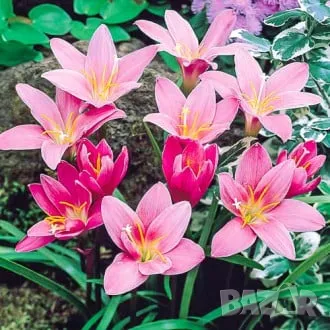 Луковици на зефирантес ( микс от цветове ), снимка 1