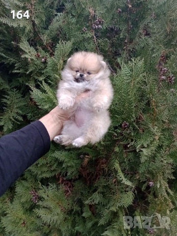 Женски Померани. Реални снимки!, снимка 6 - Померан - 52684790