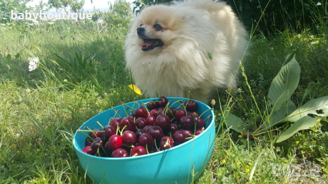 Померан за разплод, снимка 6 - Померан - 21816398