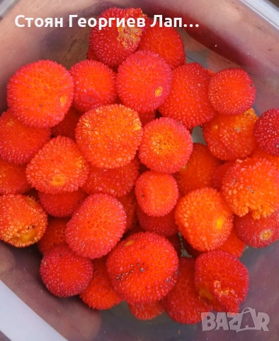 дръвчета ягодово дърво, арбутус , снимка 3 - Градински цветя и растения - 53207252