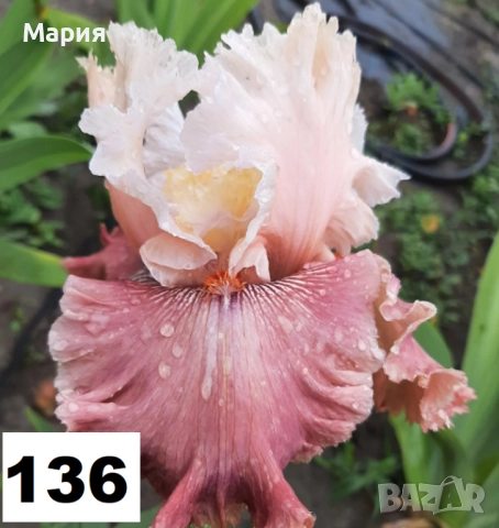 Сортови вискоки ириси /брадати ириси