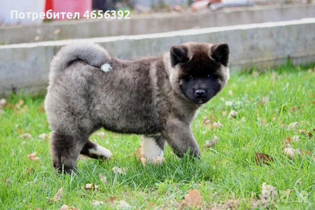 Американска акита, снимка 2 - Акита - 52482565