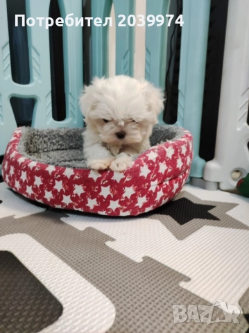 Малтийска болонка, снимка 2 - Болонка - 52437033