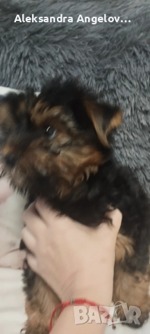 Мини Йорки  Роки, снимка 2 - Йоркширски териер - 52453499